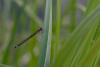 Ischnura elegans
